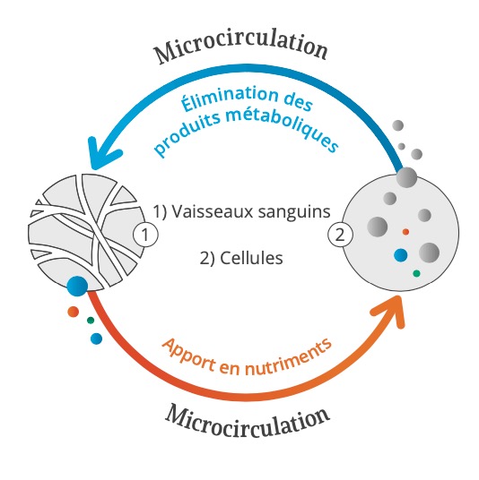 Bemer et son action sur la microcirculation