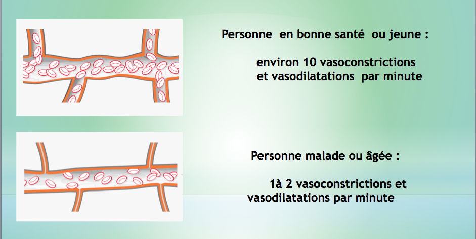 Bemer et son action sur la vasomotricité